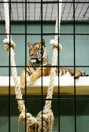 tiger in a cage